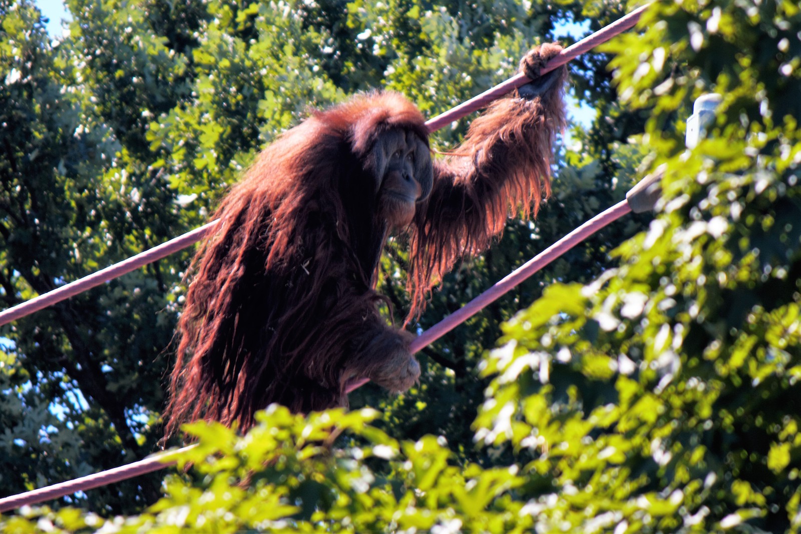 Smithsonian National Zoological Park