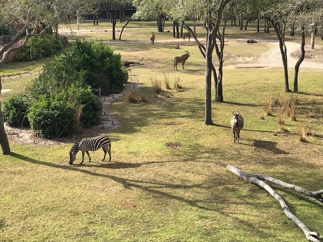 Room View Photo