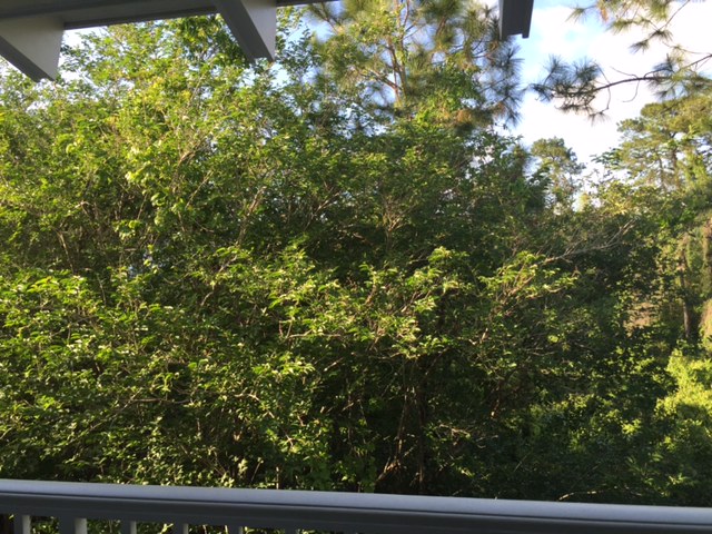 Room View Photo
