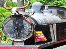 Wildlife Train: Africa
